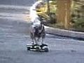 Dog On Wheel | BahVideo.com