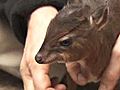 Baby Royal Antelope | BahVideo.com