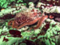 Octopus Up Close | BahVideo.com