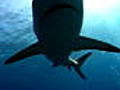 Best of Shark Week Shark Attack Survivors | BahVideo.com
