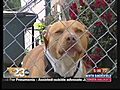 Canine Confrontation First Responders Vs  | BahVideo.com
