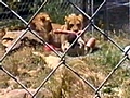 Lion Attack | BahVideo.com