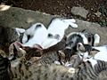 cat mummy feeding her babies | BahVideo.com