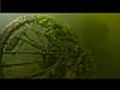 Des plantes et des animaux dans la Seine  | BahVideo.com