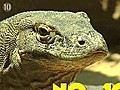 Top 10 animals you wouldn t want as a pet | BahVideo.com