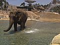 Elephants Explore Their New Home | BahVideo.com