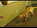Dog Hates Wearing Shoes | BahVideo.com