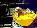 Un chien refuse de prendre son bain | BahVideo.com