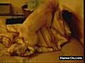 dog rape girl | BahVideo.com