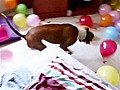 Dog Pops Balloons To Celebrate Birthday | BahVideo.com