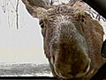 A Very Friendly Moose | BahVideo.com