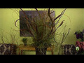 How to make a dramatic arrangement with branches | BahVideo.com