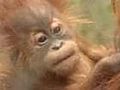 Fresno s Chaffee Zoo unveiled baby orangutans | BahVideo.com