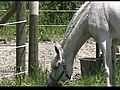 Herd Overlook  | BahVideo.com