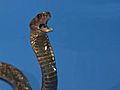 Missing Bronx Cobra Slithers To Twitter | BahVideo.com