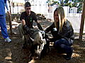 Swamp Brothers Pig Spa Attendants | BahVideo.com