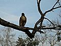 Griffith Park Hawk Encounter | BahVideo.com