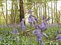 VIDEO Trampling plea for early bluebells | BahVideo.com