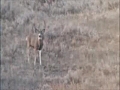 Montana Mule Deer Hunt | BahVideo.com