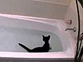 Bath Tub Kitty | BahVideo.com