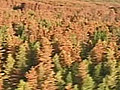 March of the Bark Beetles | BahVideo.com