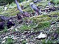 Avvistato un nuovo orso nel Bellunese | BahVideo.com