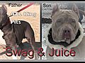 Gin and Juice Pitbulls | BahVideo.com