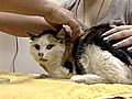 Cat 19 Returns Home After 3-Month Absence | BahVideo.com