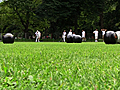 Lawn Bowling in Central Park | BahVideo.com