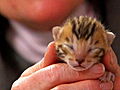 Too Cute Kittens Two Big Birth Days | BahVideo.com