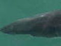 Sharkman Luring Them In | BahVideo.com