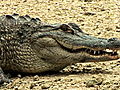 Swamp Wars A Family and a Gator | BahVideo.com