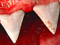 Menacing Jaws | BahVideo.com