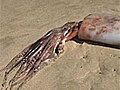 Giant squid invade beach | BahVideo.com