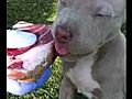 Pitbull puppy raw diet | BahVideo.com