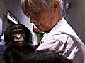 Sue Savage-Rumbaugh: What Bonobos Can Teach Us | BahVideo.com