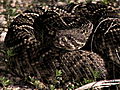 Swamp Wars Rattlesnake In the Dark | BahVideo.com