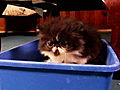 Too Cute Kittens A Lot of New Firsts | BahVideo.com