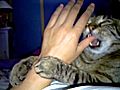 Thumb sucking cat | BahVideo.com