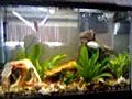 Cichlid Tank with a few friends  | BahVideo.com