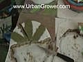 Urban Grower Weed Cakes | BahVideo.com