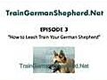 How to Leash Train Your German Shepherd | BahVideo.com