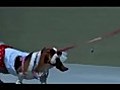 Apple Valley Paws N Claws Pet Fair | BahVideo.com