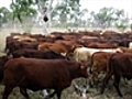 WA farmer postpones cattle cull | BahVideo.com