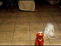 Cameron the Maltese and Elmo | BahVideo.com