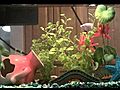 short time lapse of fish tank | BahVideo.com