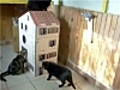 Une Maison pour chats Beauregard | BahVideo.com