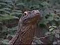 Virgin Komodo dragon pregnant | BahVideo.com