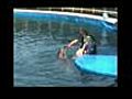 Delphintherapie Max in Marmaris | BahVideo.com