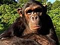 La similitud entre el chimpanc y el hombre | BahVideo.com